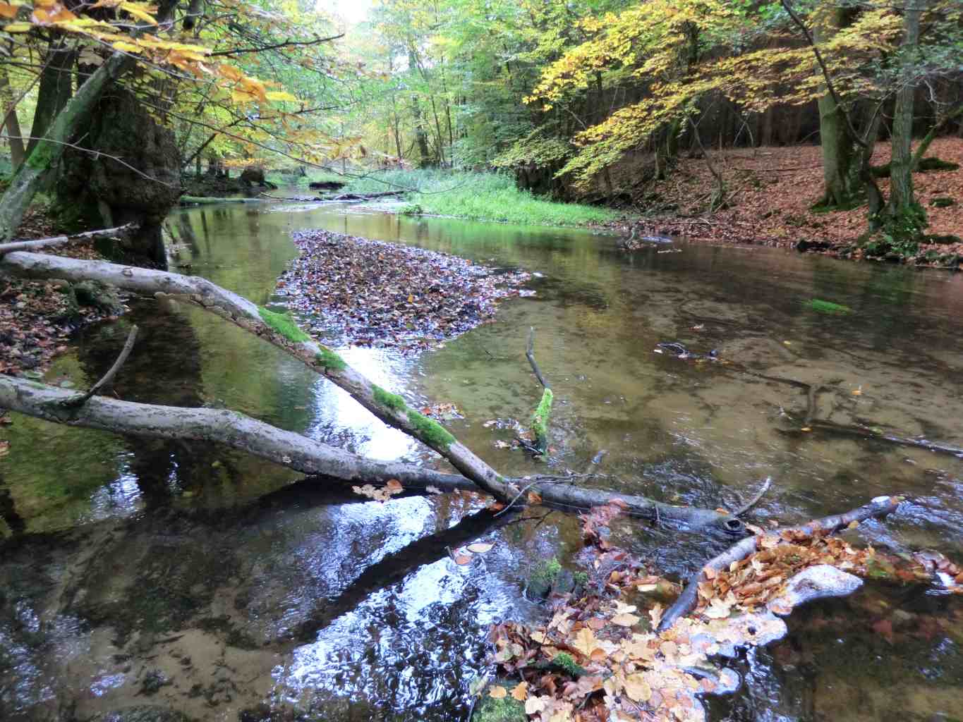 naturnaher Abschnitt der Schaale