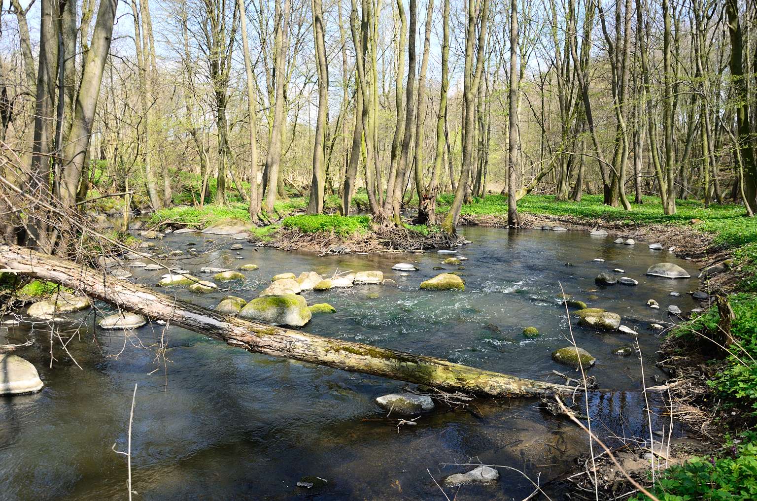 Foto vom Augraben. Beispiel für einen geschwungenen, naturnahen Abschnitt des Baches