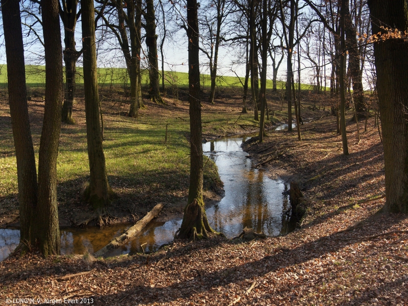 Foto von der Mildenitz. Ein naturnaher Bach, der durch einen Wald fließt.