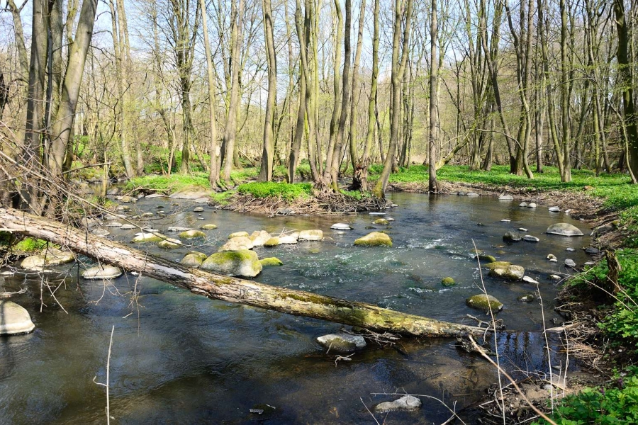 Ein Foto zeigt einen naturnahen Abschnitt des Augrabens, der inmitten von Laubwald stark geschwungen verläuft. Das Gewässerbett ist vielfältig strukturiert. Zu sehen sind z.B. größere Steine und Äste.