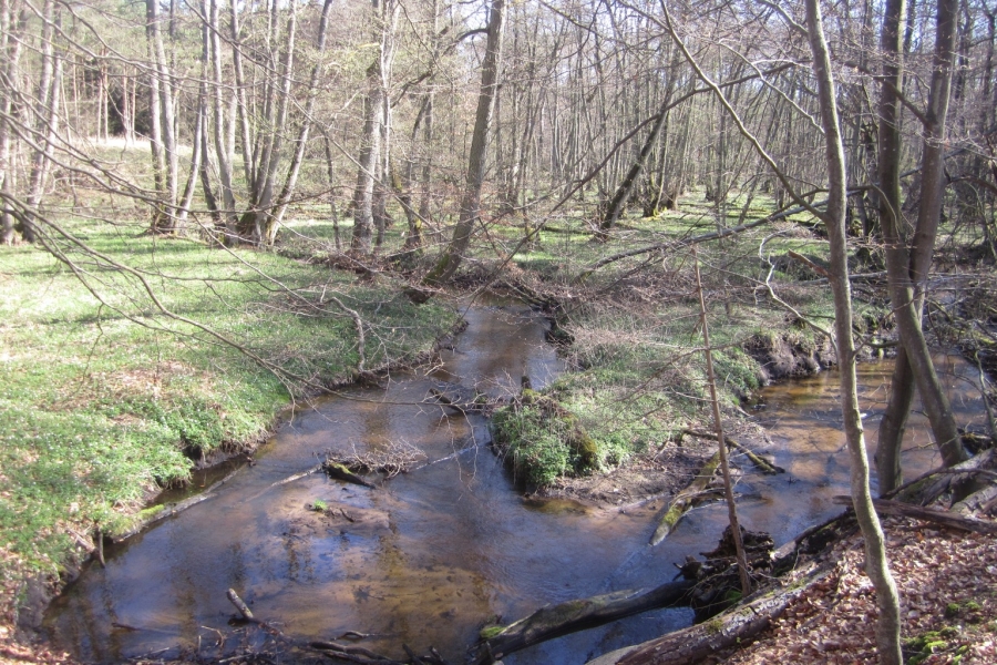 Ein naturnaher Bereich des Brebowbaches fließt mit stark geschwungenem Lauf durch einen Wald. Das Gewässerbett zeigt flache und tiefere Bereiche und wird durch viel Totholz strukturiert.