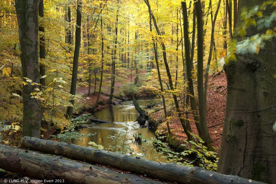 Ein Abschnitt der Mildenitz inmitten eines herbstlich gefärbten Buchenwaldes.