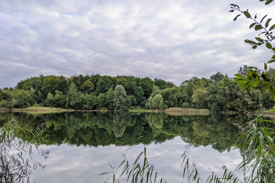Das Foto zeigt ein stehendes Gewässer, das von Schilf und Bäumen umgeben ist. Es handelt sich um einen Torfstich nahe der Warnow.